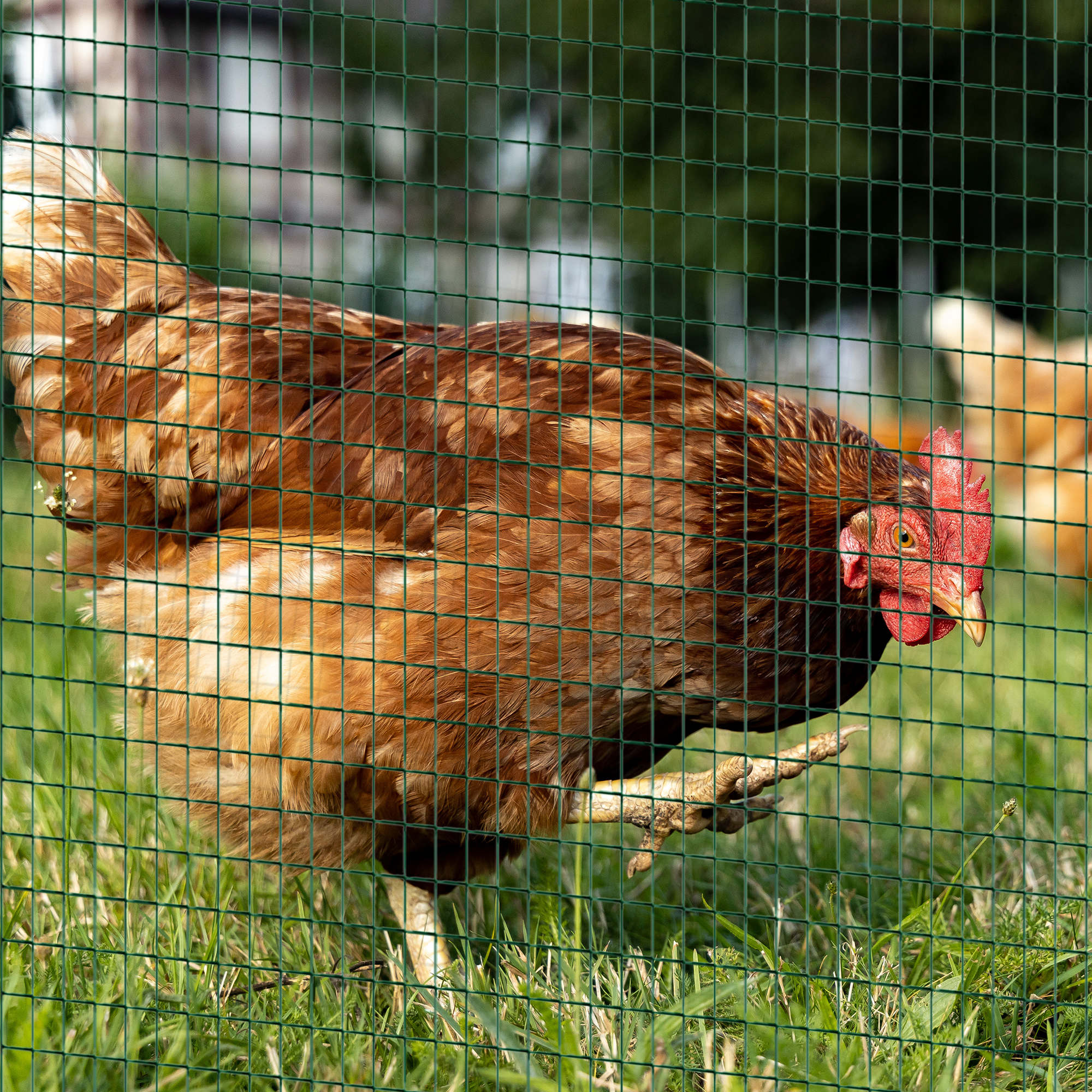 PVC Coated Steel Chicken Rabbit Mesh Fencing Wire Garden Galvanized Fence Border