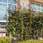 4 Pack Metal Garden Trellis with Galvanized Tube, Easy Assembly, Rustproof Climbing Plant Support, 80" L x 87" H, Black